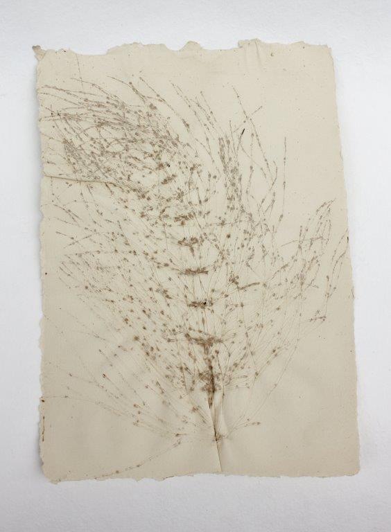 Papier__Prägung_Schachtelhalm.jpg 
